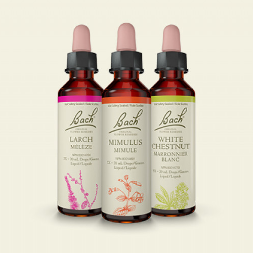 Bach Flower Therapy with Sarah Rose Glazer